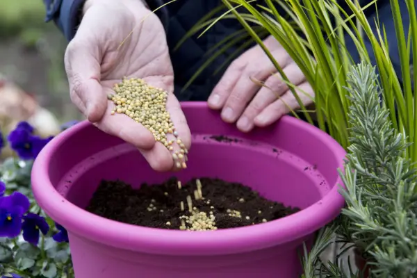Rosemary post display - adding fertiliser