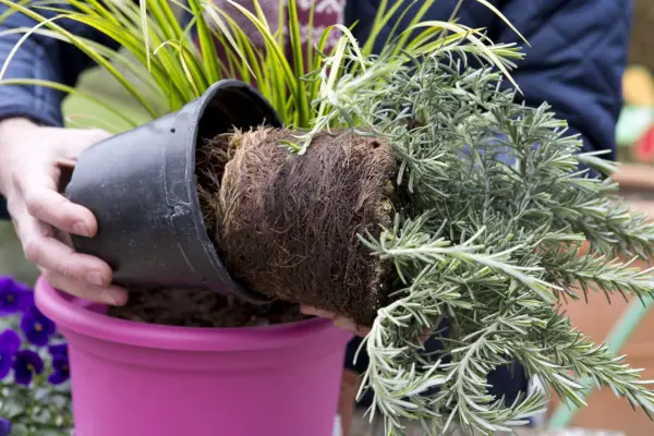 Rosemary post display - planting the rosemary