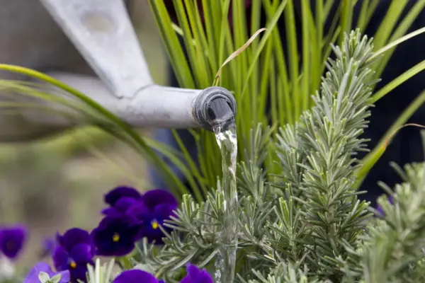 Rosemary post display - watering the display