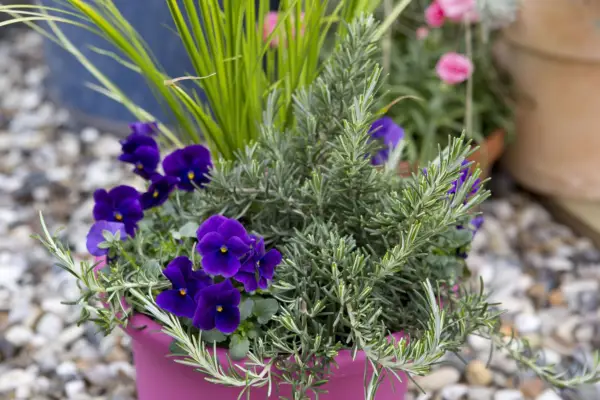 Rosemary and pansy pot display