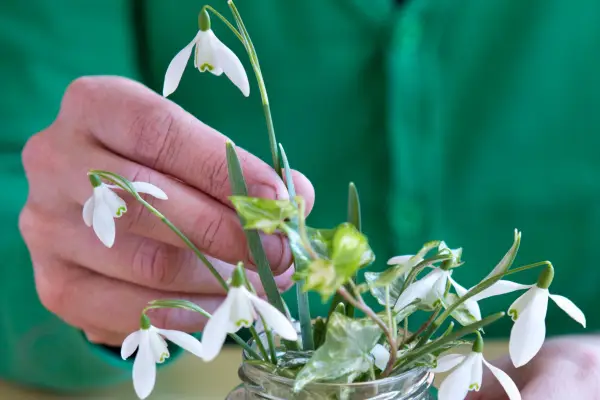 Snowdrop vase - arranging the flowers in the jar