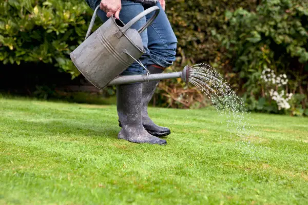 How to give your lawn a liquid feed - applying the feed.