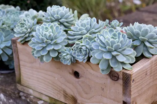 Echeveria in a wooden container