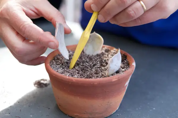 Echeveria leaf cuttings