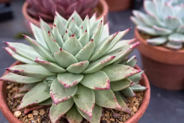 Echeveria in a pot