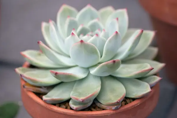 Echeveria
