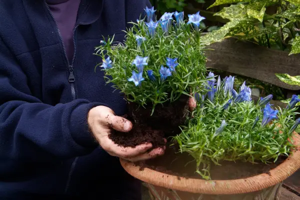 Planting gentians in a pot