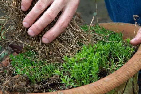 Cutting back old growth from pot-grown gentians
