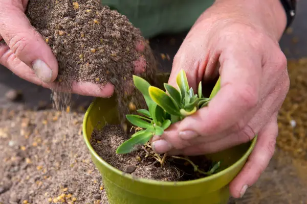 Potting up gentian cuttings