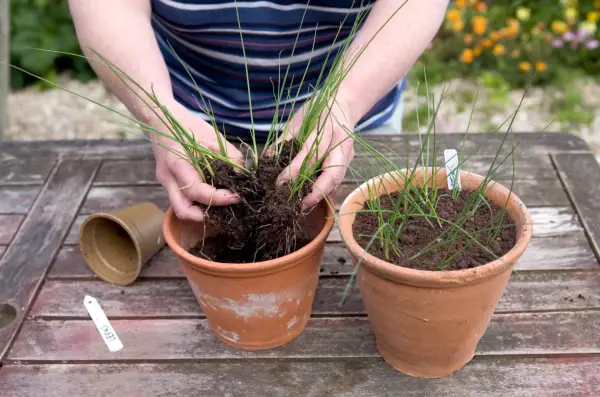 Transplanting young leeks