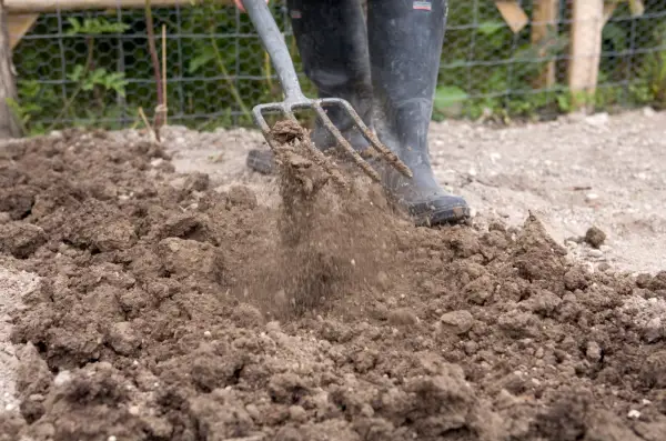 Forking soil to remove clumps and stones