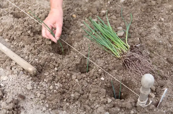 Transplanting leeks