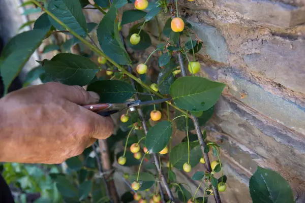 Pruning a morello cherry