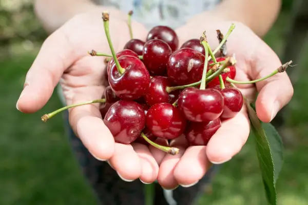 Harvested morello cherries. Getty Images