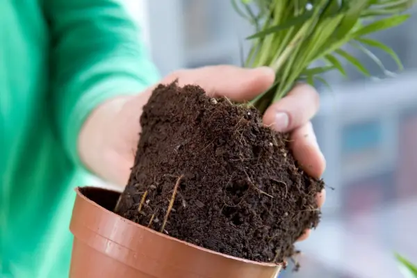 160312 16032012 16/03/12 16/03/2012 16 16th March 2012 Spring Houseplants Kevin Smith shoot one 1 of 1 Westcliff Essex Sarah Cuttle practical step by step step-by-step indoor house plant container arrangement room gift livingroom living white china parlour palm chamaedorea elegans pot remove root ball