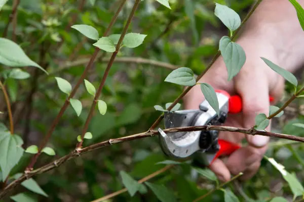 Pruning Philadelphus x lemoinei 