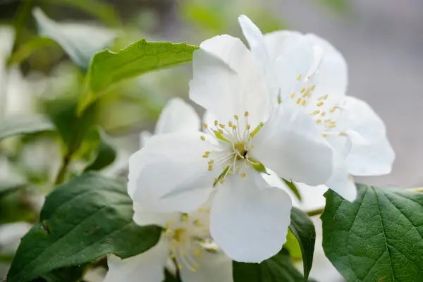 How to grow philadelphus – Philadelphus 