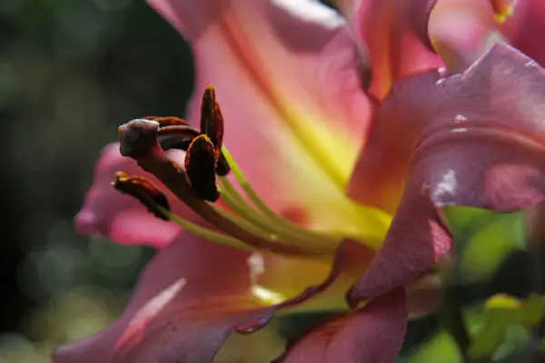 Jak sadzić żarówki lilii w doniczce