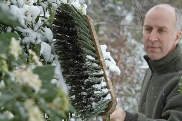 Protecting plants in winter - knocking snow off plants