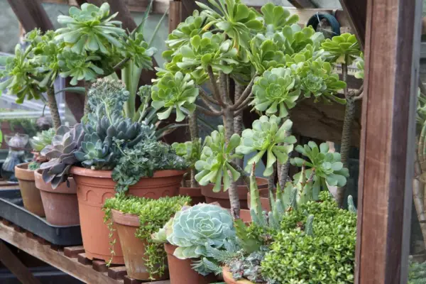 Protecting plants in winter - aeoniums in pots