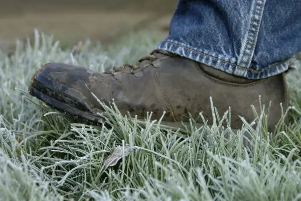 Protecting plants in winter - walking on grass