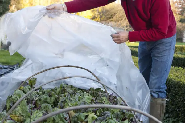 How to protect plants in winter