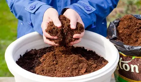 Adding compost to the container