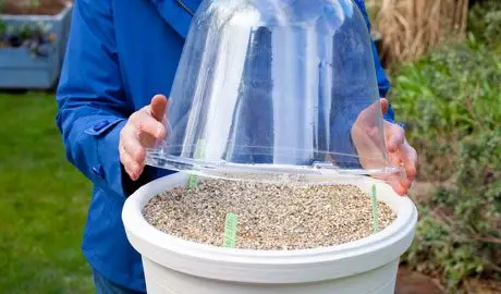 Covering the pot with a cloche