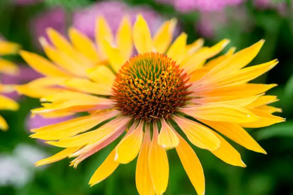 Kortvarige stauder å vokse