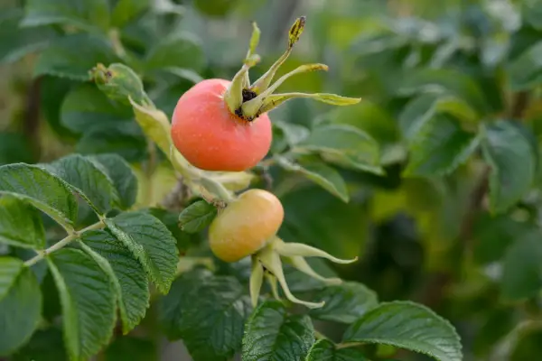 Rosa rugosa