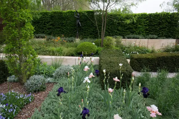 Low-growing yew hedge