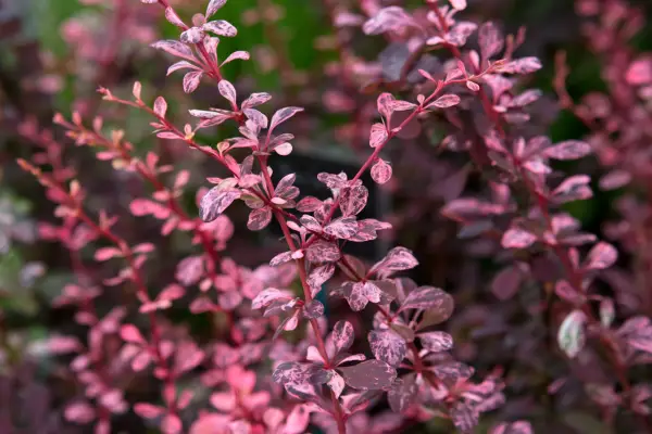 Berberis thunbergii f atropurpurea 