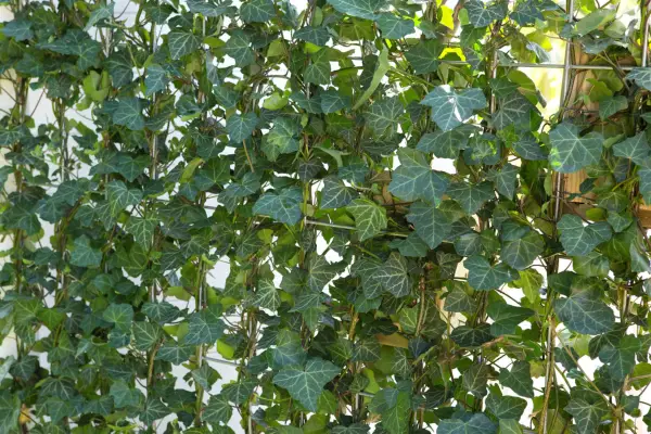 Ivy, Hedera helix, covering fencing