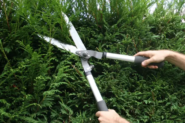 Pruning Leyland cypress, Cupressus × leylandii
