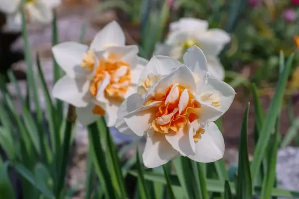 Double daffodils to grow - Narcissus 