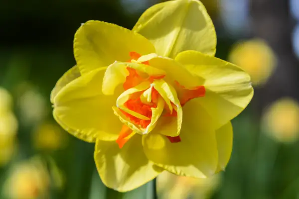 Double daffodils to grow - Narcissus ‘Tahiti’. Getty Images.