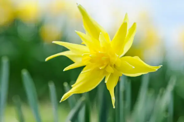 Doppi nargosi ​​per crescere