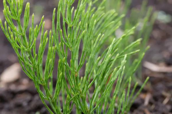 Horsetail. Sarah Cuttle