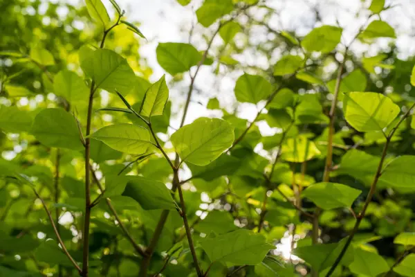 Japanese knotweed leaves. Getty Images
