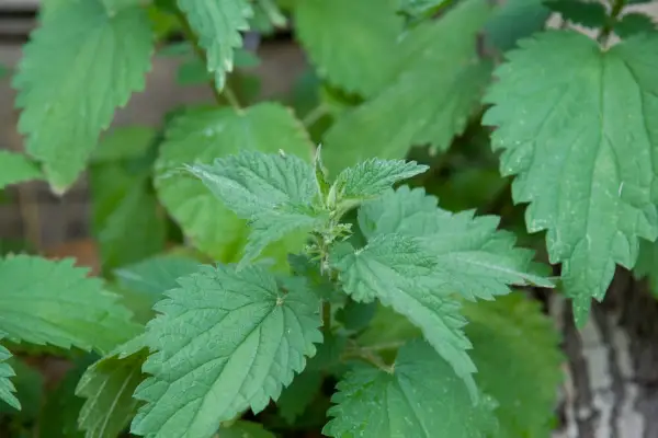 Nettles (Urtica dioica) foliage