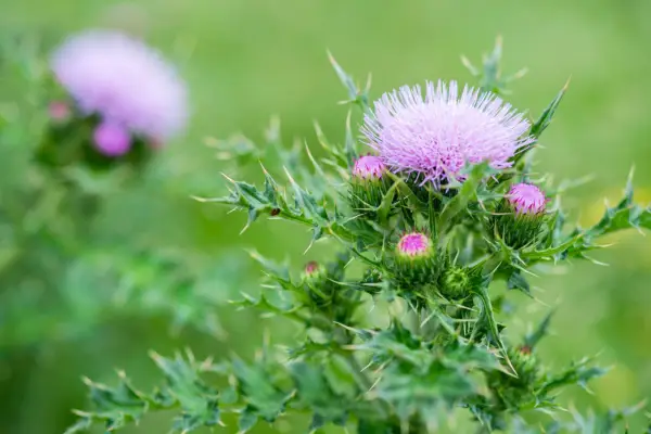 Creeping thistle in flower. Getty Images