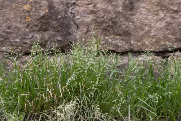 Annual meadow grass. Getty Images