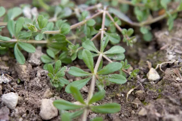 Cleavers. Sarah Cuttle