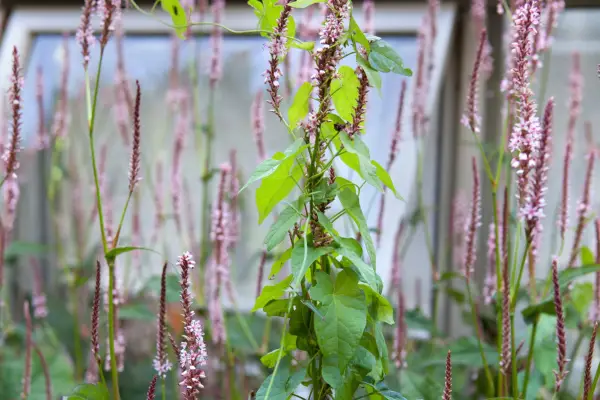 Bindweed on persicaria