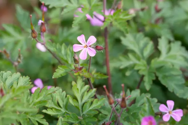 Herb Robert. Getty Images