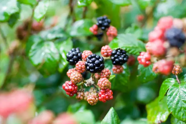 Fruiting brambles. Jason Ingram