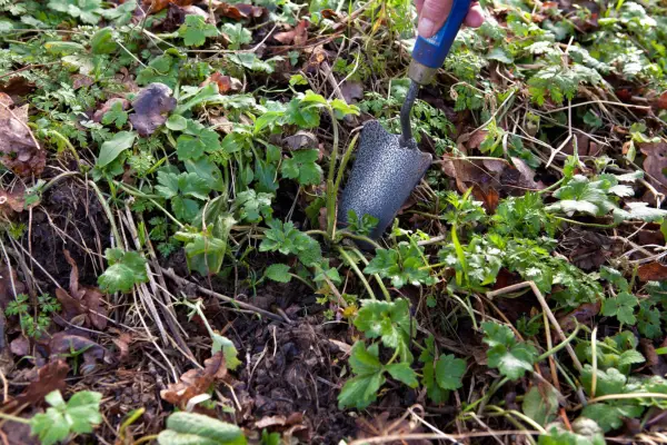 Digging out creeping buttercup. Sarah Cuttle