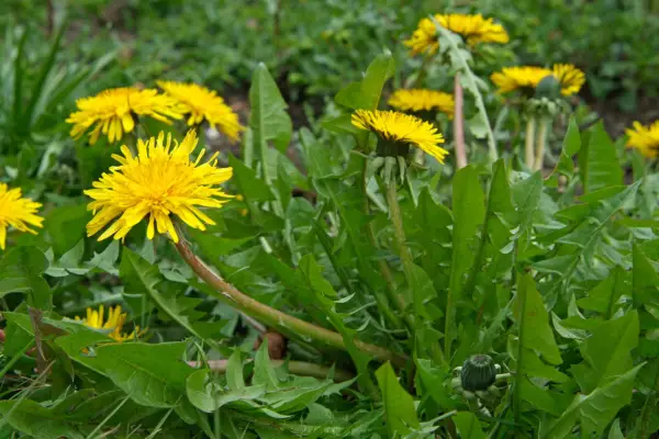 Flowering dandelions. Tim Sandall