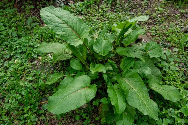 Clump of dock leaves. Getty Images