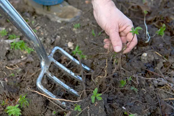 Gardener digging out ground elder. Sarah Cuttle